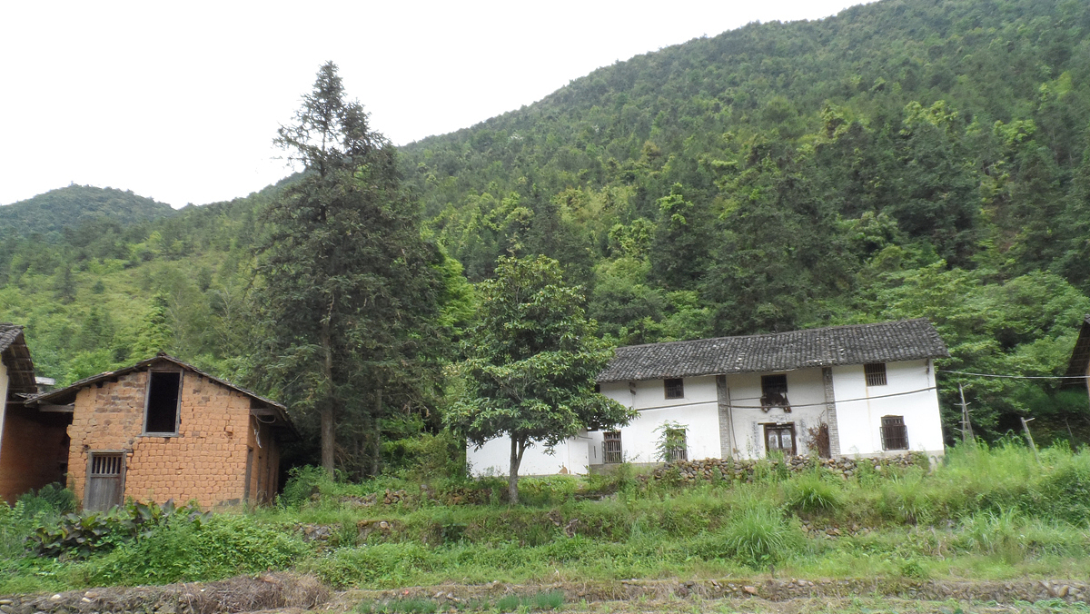 2013家里的那些花 (二)