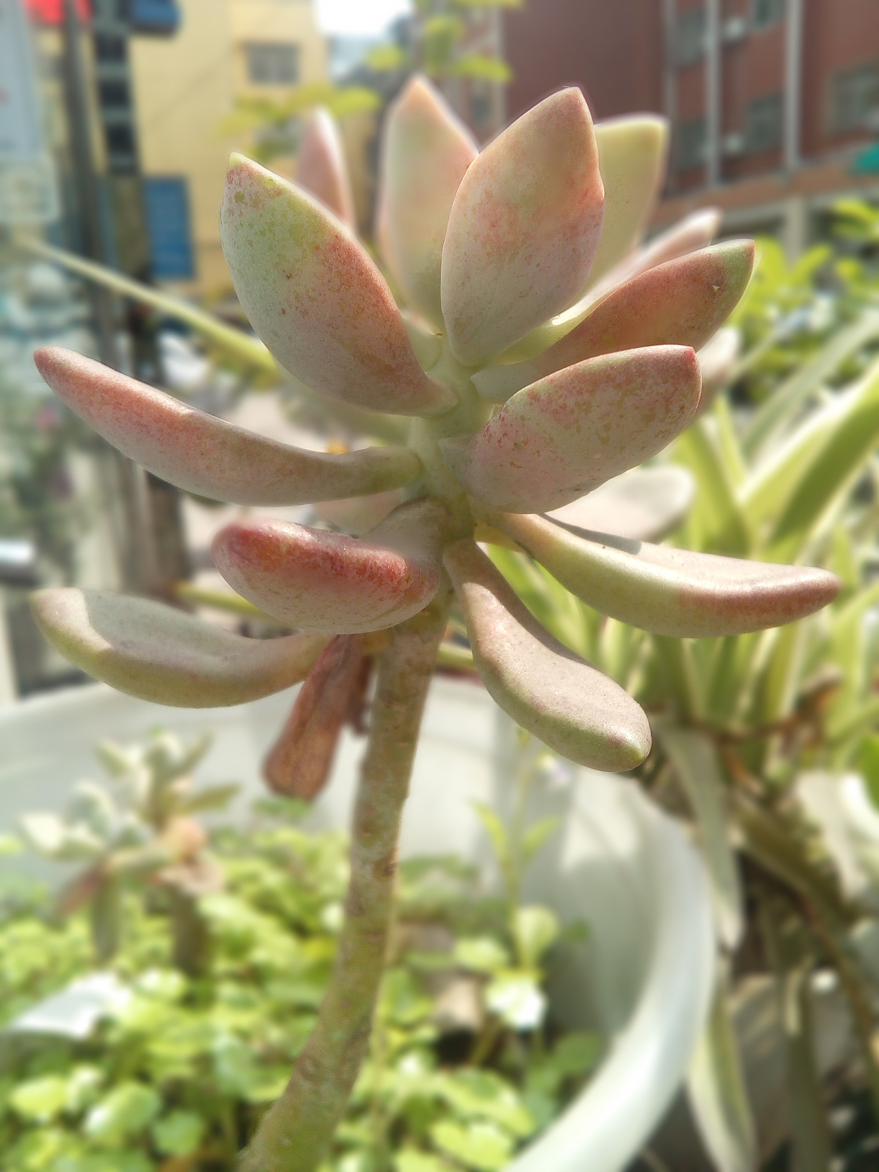 四月小植物（图ZNDU3NDQxMjQ=） - 产品摄影 - 站酷设计师秘密开花了原创素材 - 站酷ZCOOL