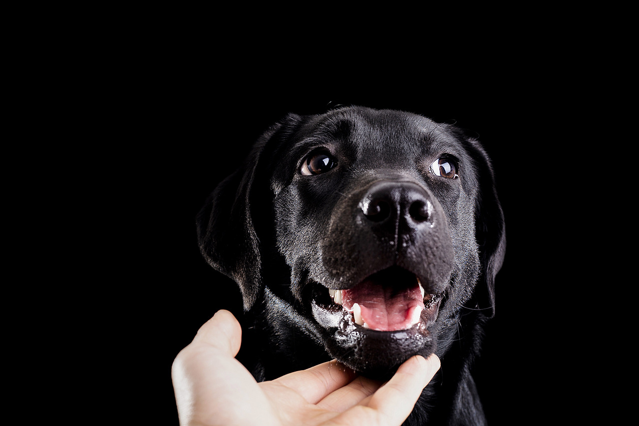 安琪（圖ZMTQ1MzQ1NTky） - 寵物攝影 - 站酷設(shè)計(jì)師楊言原創(chuàng)素材 - 站酷ZCOOL