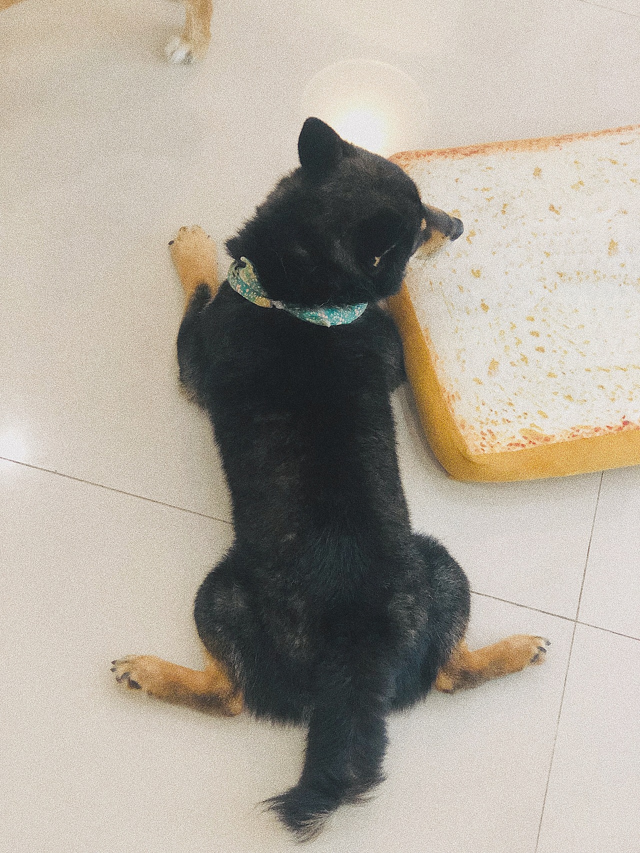 萌化夏天的废柴（图ZMTYyOTc1MzYw） - 宠物摄影 - 站酷设计师木子小Y原创素材 - 站酷ZCOOL