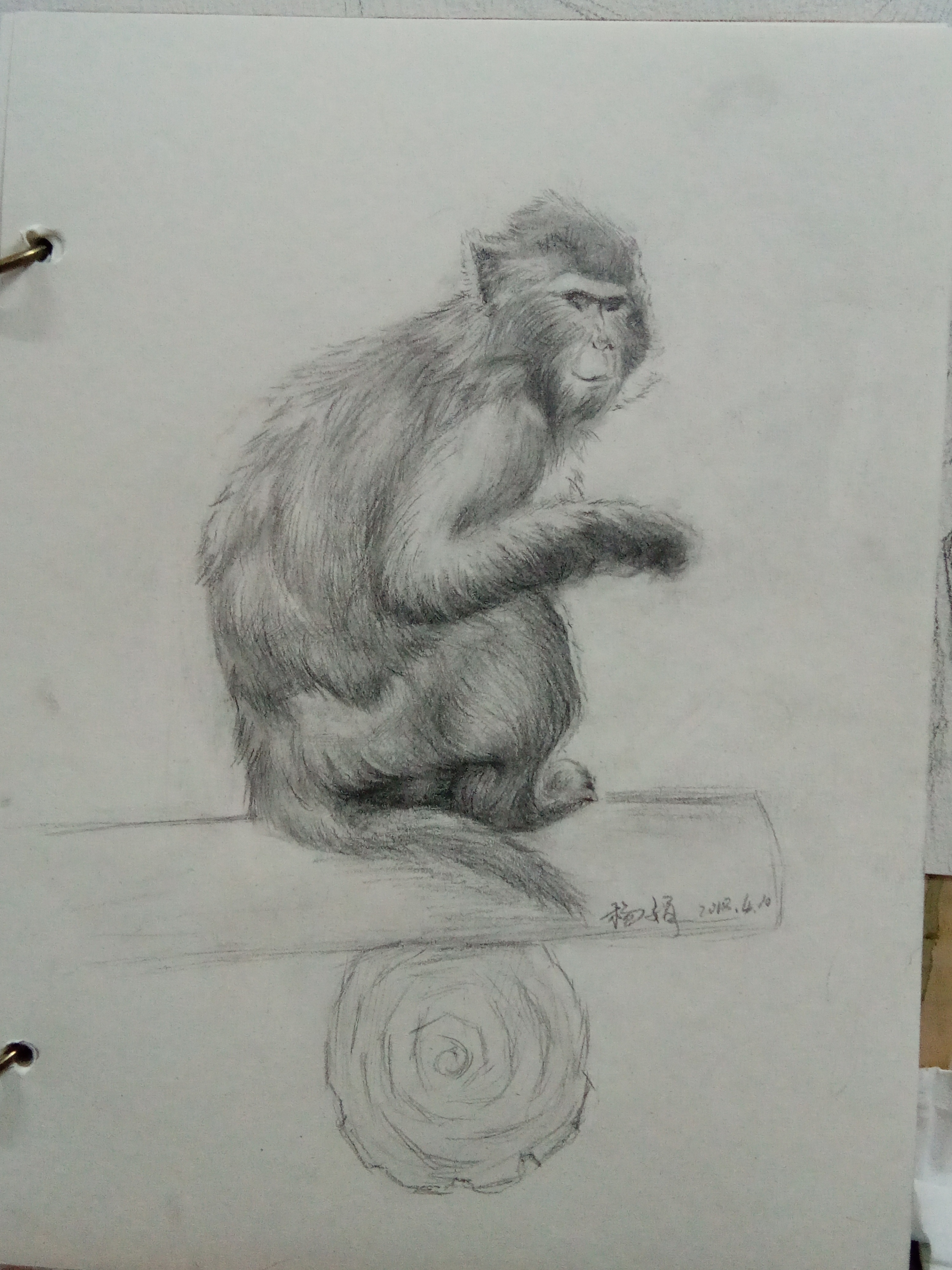 猴子白描作品欣赏图片
