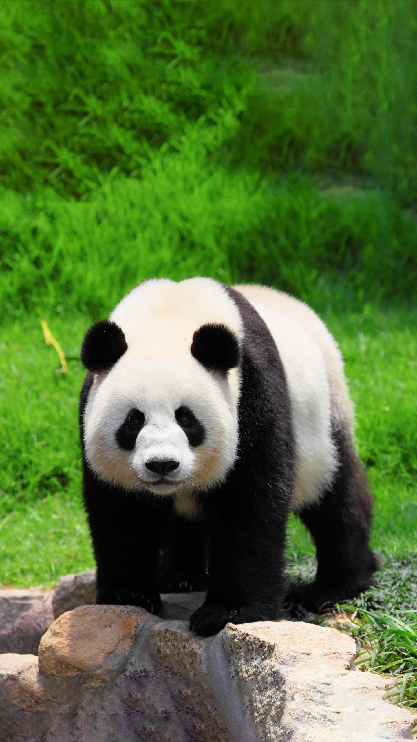 国宝大熊猫的样子图片图片