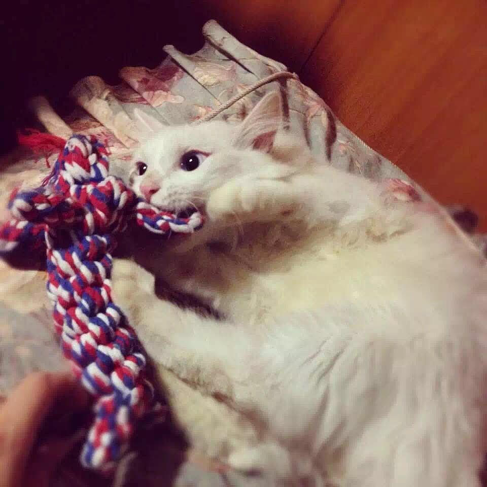 【正经猫片】我从你的全世界路过