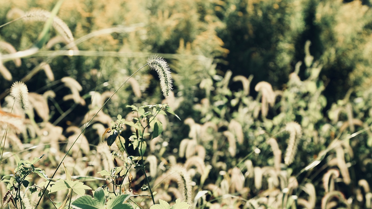 秋天也是生机勃勃的季节