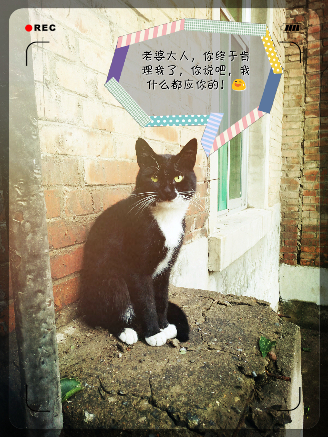 喵星人的世界……（图ZNjQ5OTYyMjA=） - 宠物摄影 - 站酷设计师张张大师原创素材 - 站酷ZCOOL