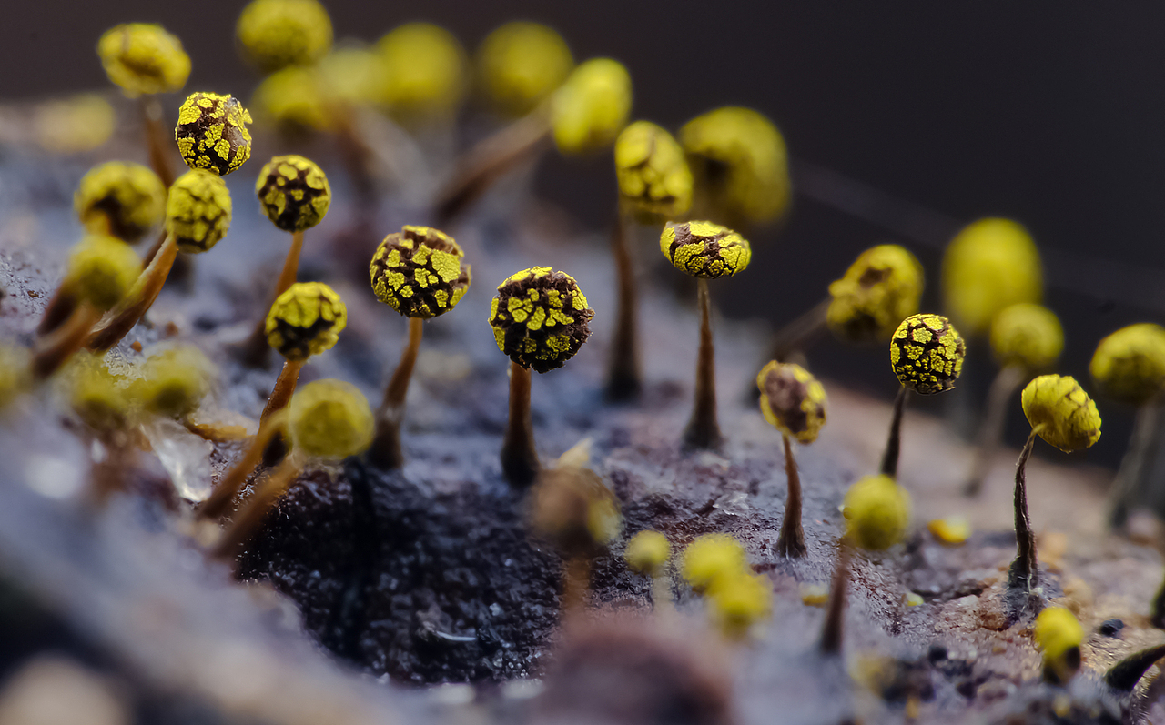 方寸之间-奇幻无穷-微距摄影的魅力（图ZMTU5NjAwMjk2） - 风光摄影 - 站酷设计师瓜哥微距摄影原创素材 - 站酷ZCOOL