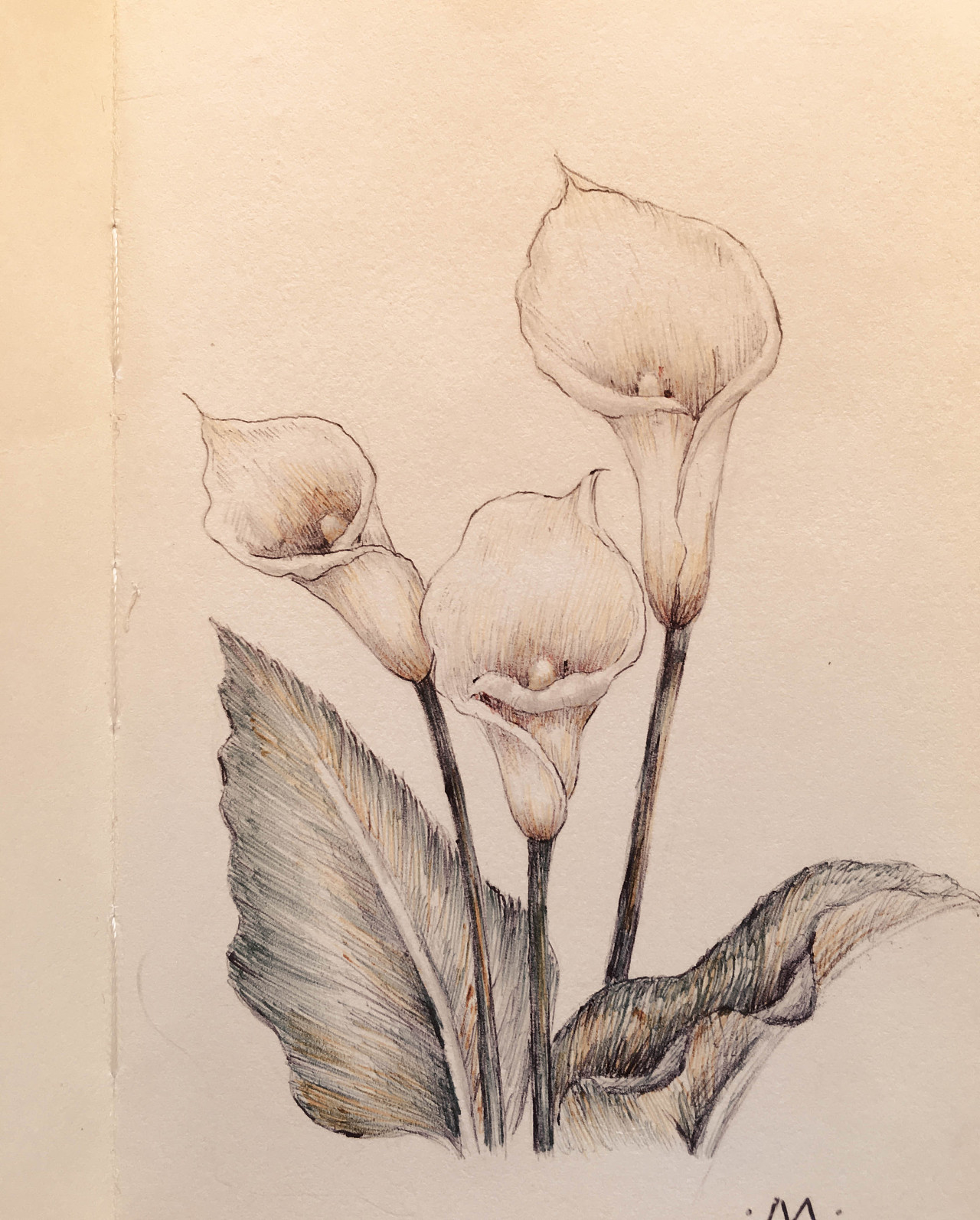 圆珠笔绘画练习(植物篇)