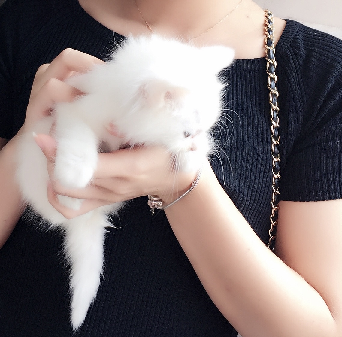 手绘插画| 猫咪自己在家的一天（图ZMTU2MDcxNzcy） - 艺术插画 - 站酷设计师舟一一鱼原创素材 - 站酷ZCOOL