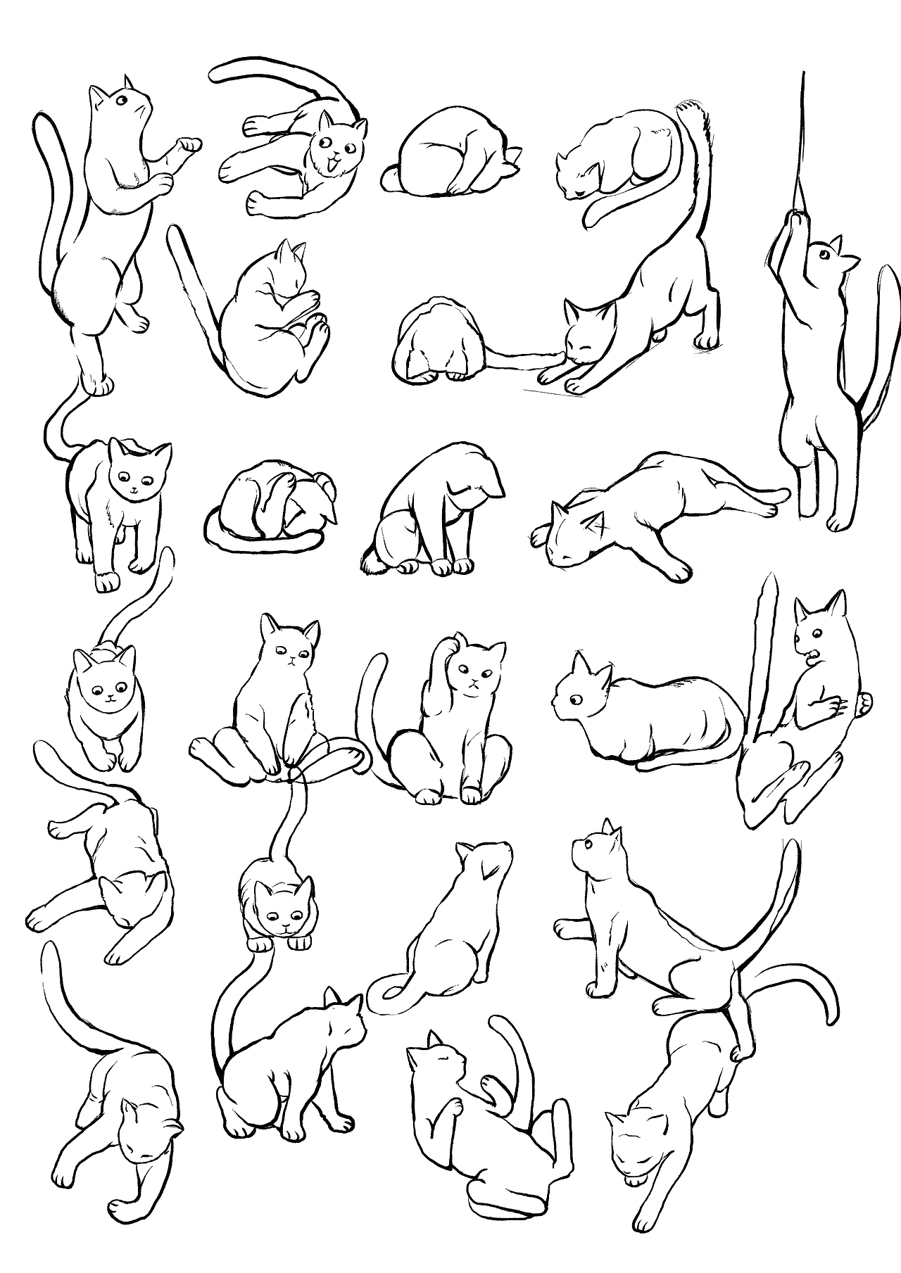 猫咪结构