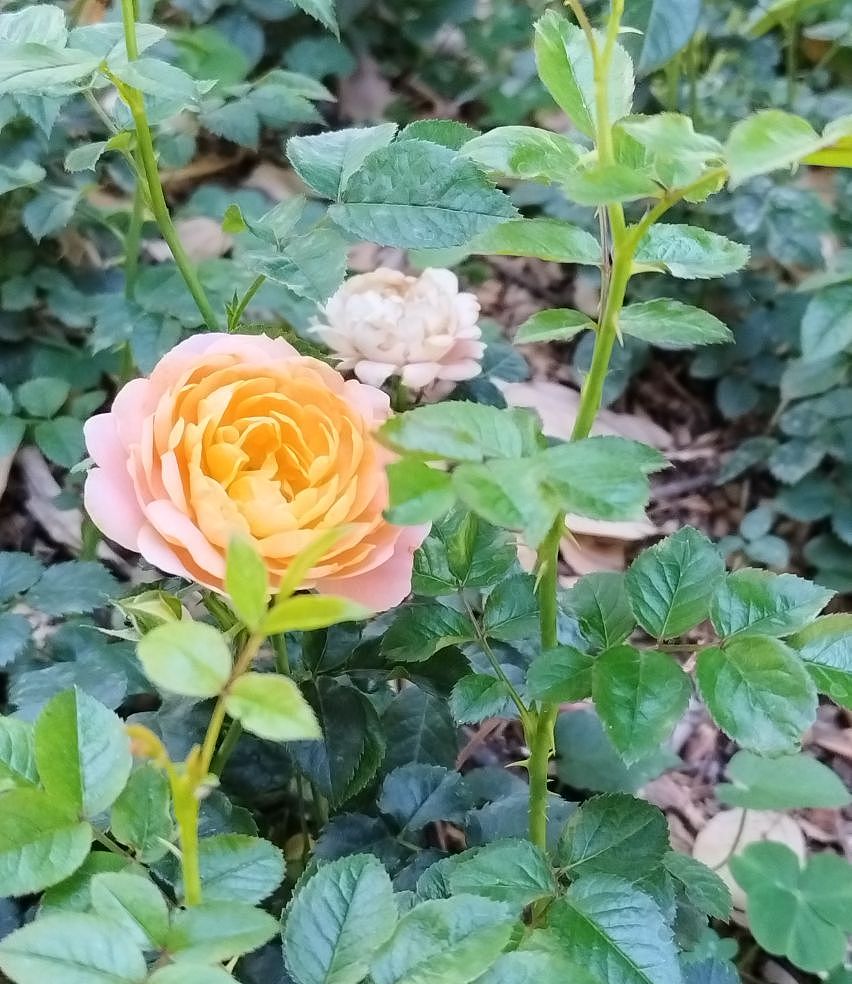 清晨，镜头下的景色