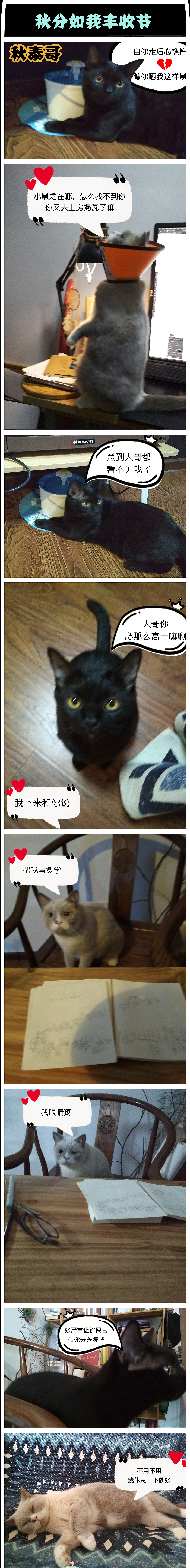 《猫咪通话》-秋分