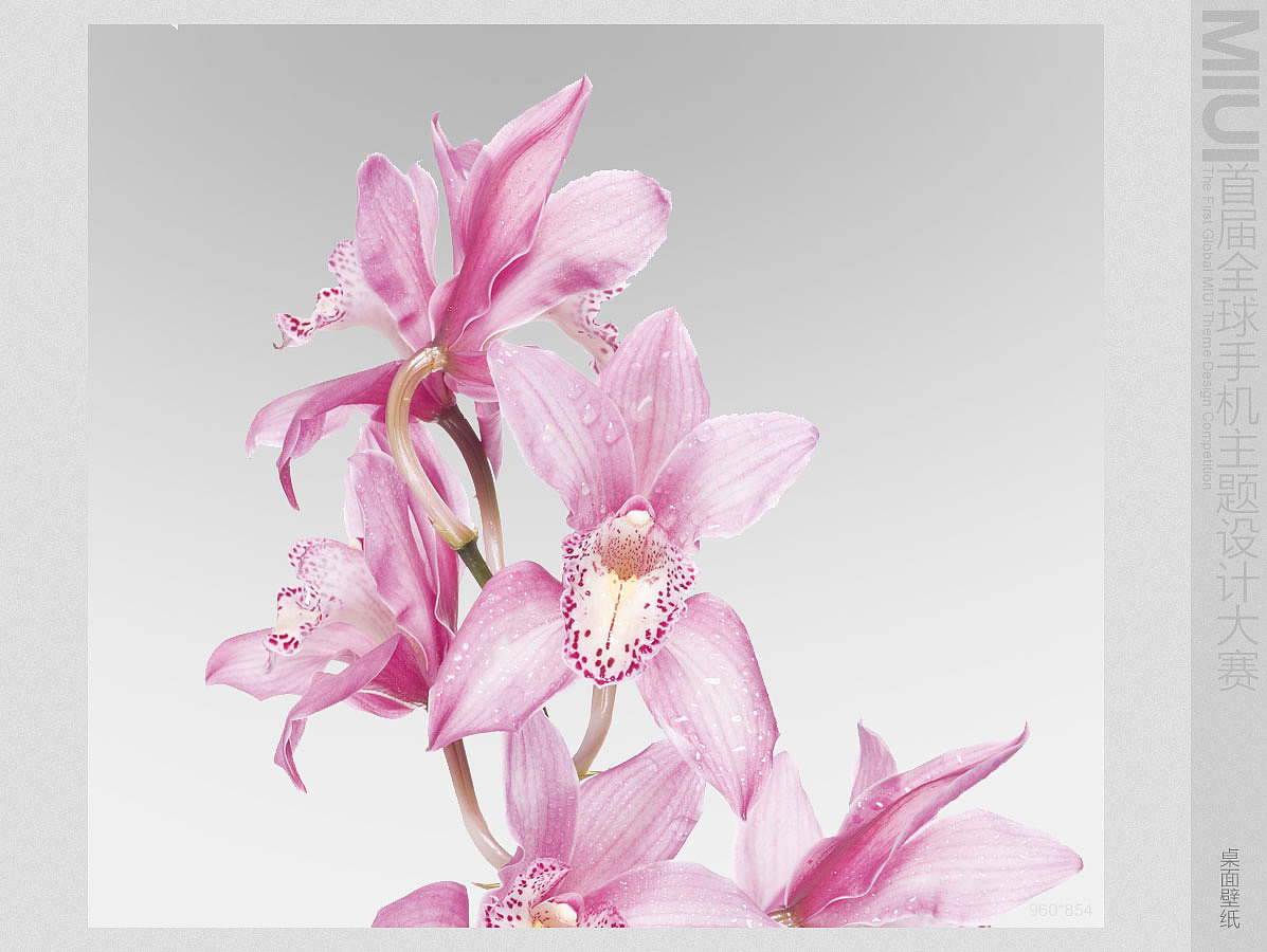 粉色的誘惑(壁紙)（圖ZMjg3NTM2NA==） - 主題/皮膚 - 站酷設(shè)計師zxb4467原創(chuàng)素材 - 站酷ZCOOL