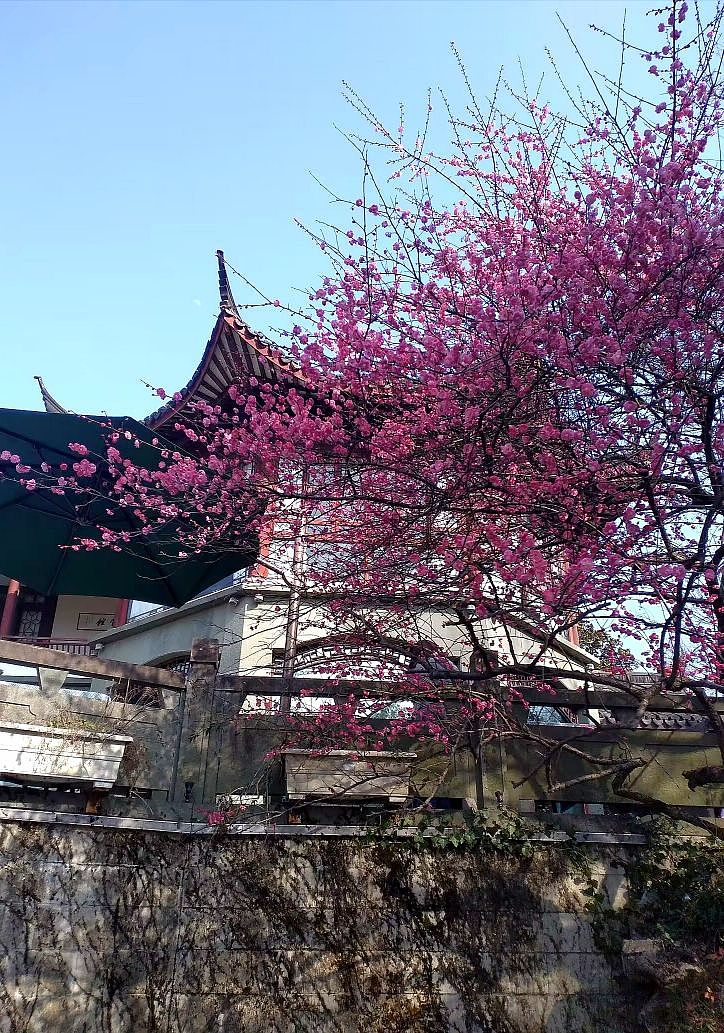 杭州.柳浪闻莺公园（2月打卡）（图ZMzY0Mjk3NTMy） - 风光摄影 - 站酷设计师东逛西摄原创素材 - 站酷ZCOOL