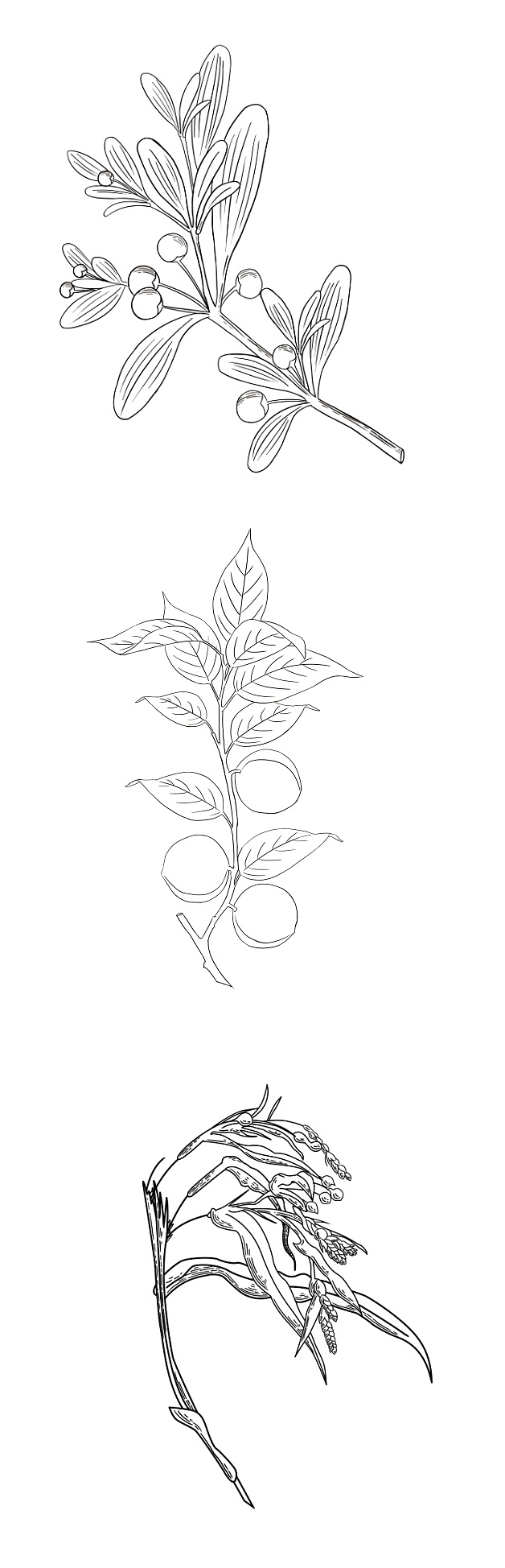 部分包装及手绘作品-食品滋补/人参/丁香花/福禄寿喜（图ZMjU4MjIyMTcy） - 艺术插画 - 站酷设计师花海的画原创素材 - 站酷ZCOOL