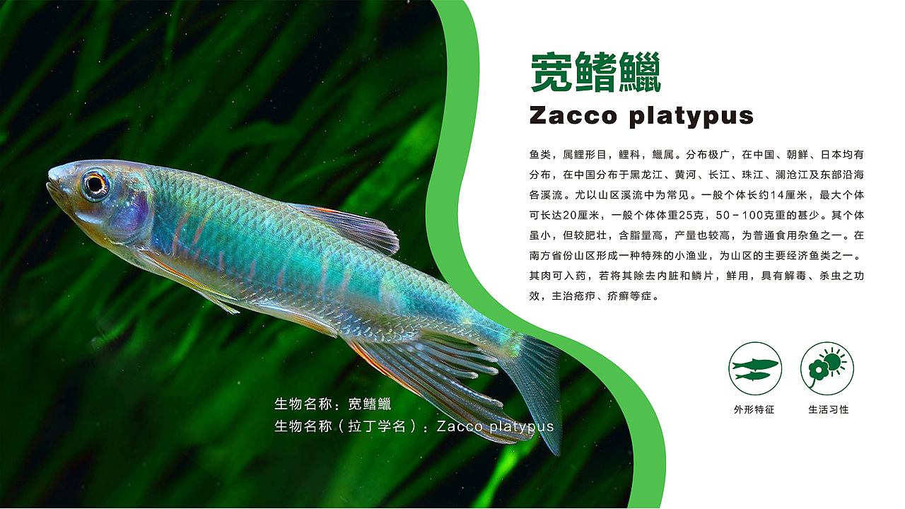 动植物展厅（图ZMjgzOTg0NzM2） - 其他平面 - 站酷设计师酷酷的大沈原创素材 - 站酷ZCOOL