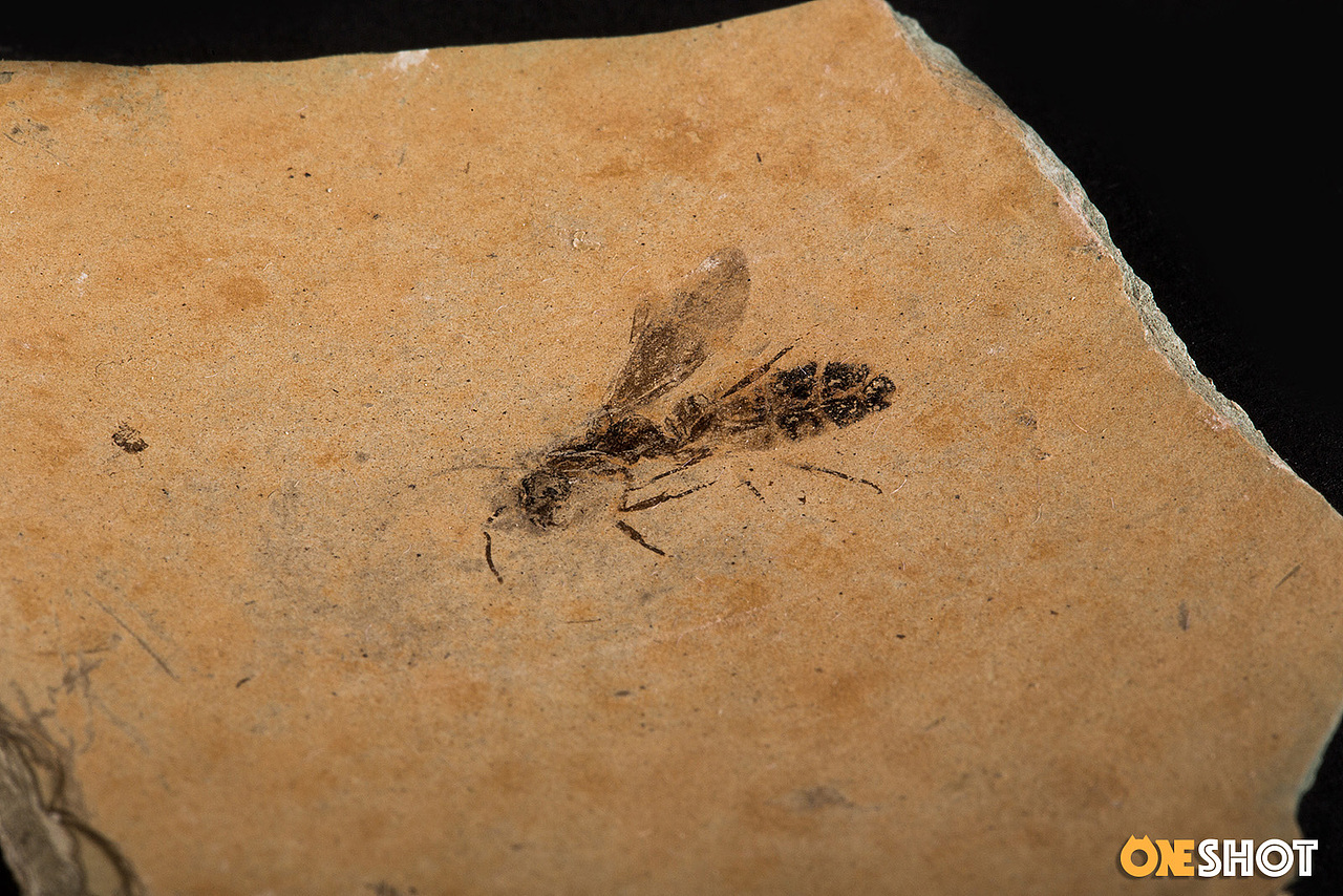 一些化石和矿石（图ZMTM4NTYzMTcy） - 产品摄影 - 站酷设计师WildKay原创素材 - 站酷ZCOOL