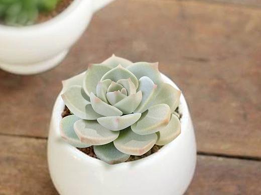 多肉植物-写实（个人主页-ZMjU4MDYxNTY=） - 图案 - 站酷设计师素颜丫丫原创素材 - 站酷ZCOOL