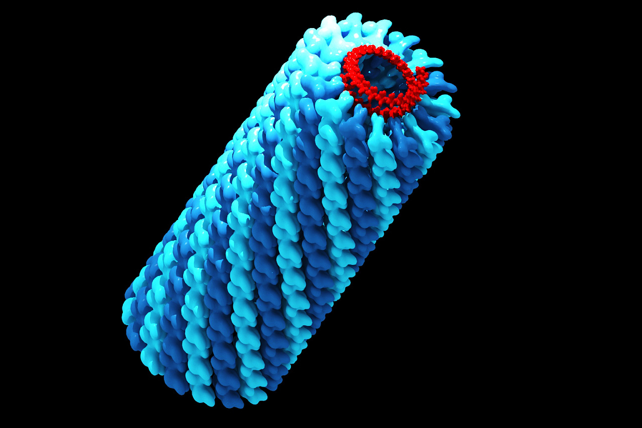 病毒模型