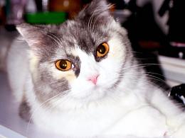 日常撸猫  宠物猫咪 萌宠 动物