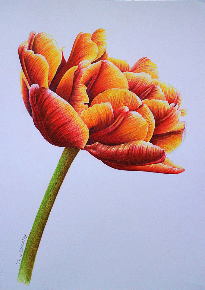 彩铅画花之郁金香