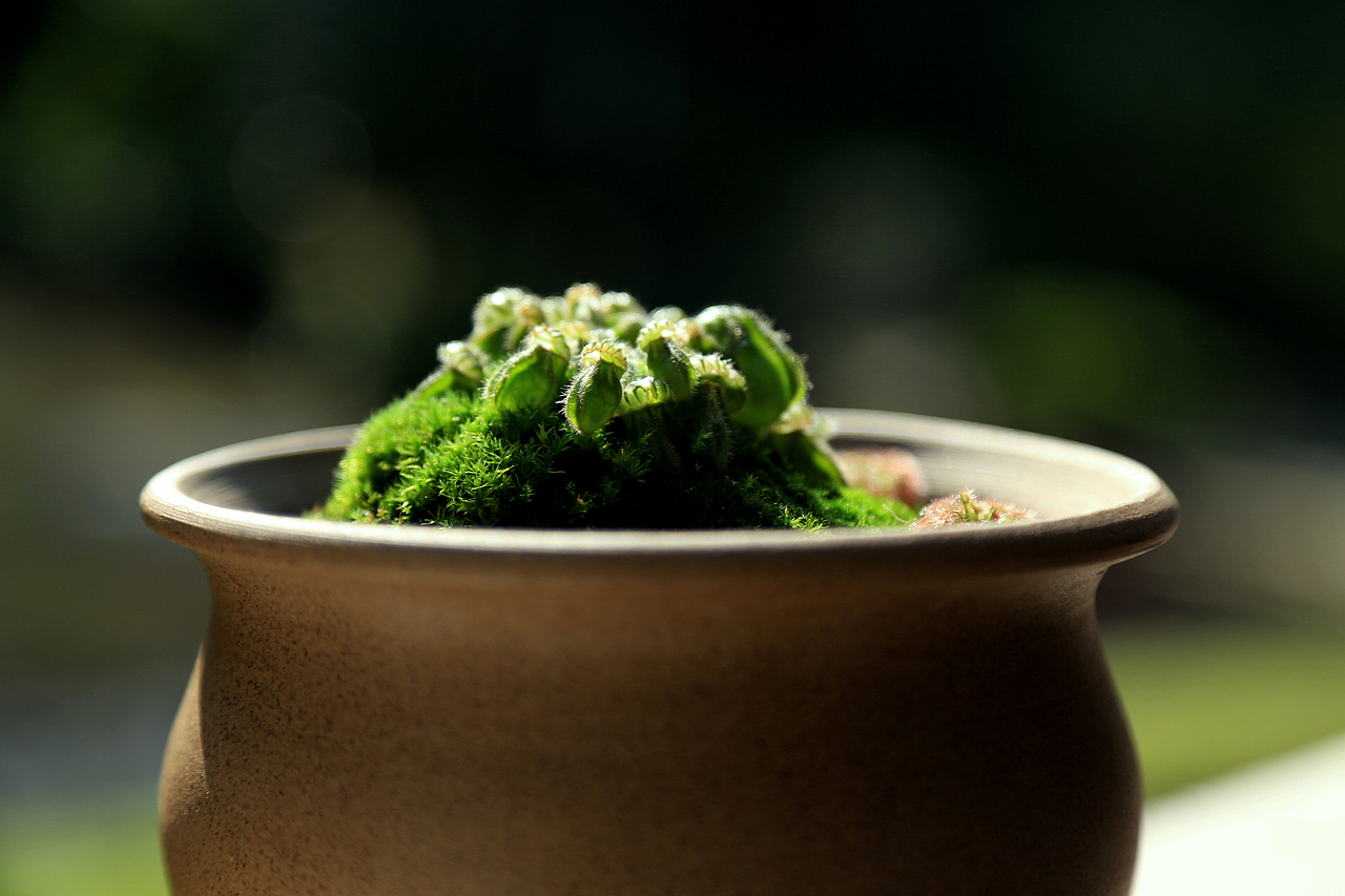 【纯拍摄无后期】植物拍摄——澳大利亚土瓶草|摄影|产品摄影|ivtaos