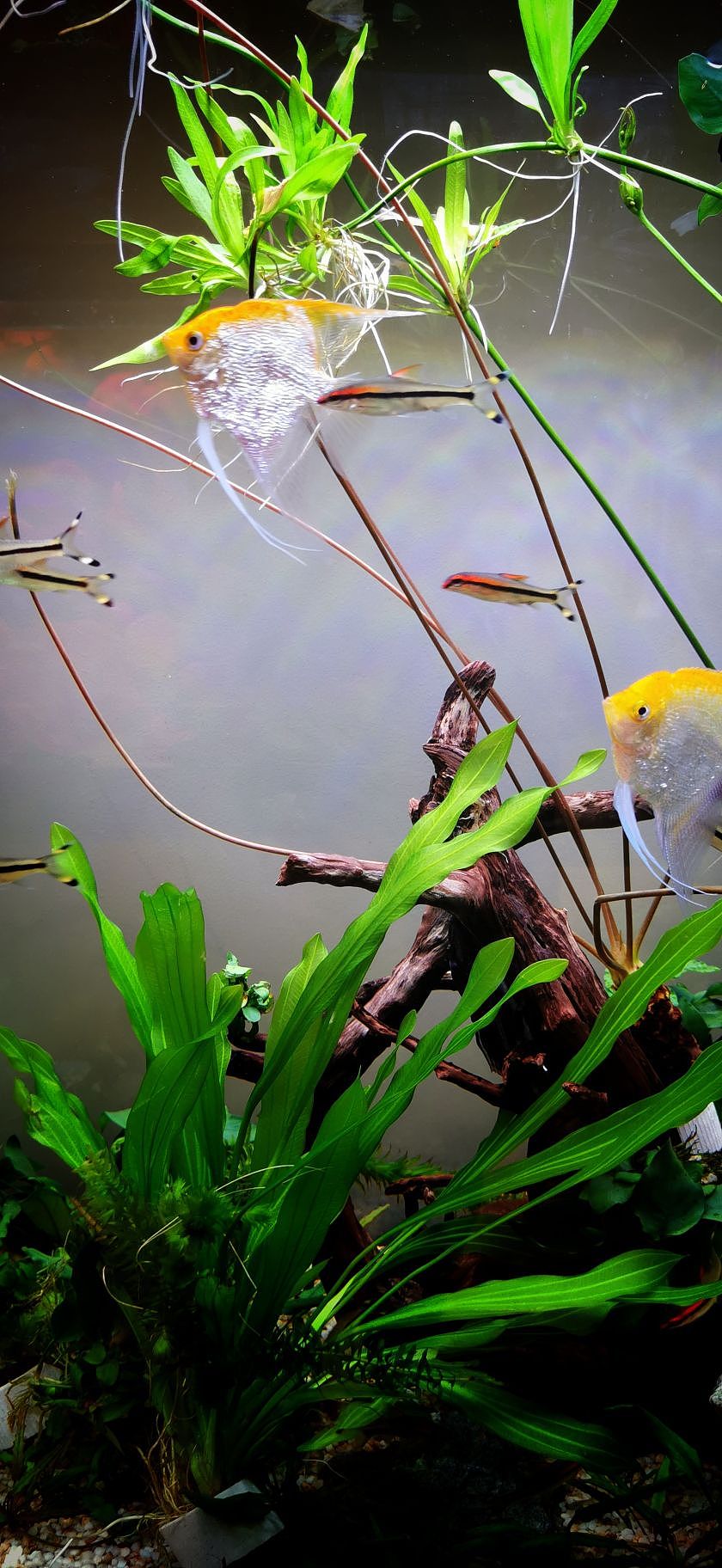 自养自摄水族观赏鱼类大图,热带鱼美丽而华贵