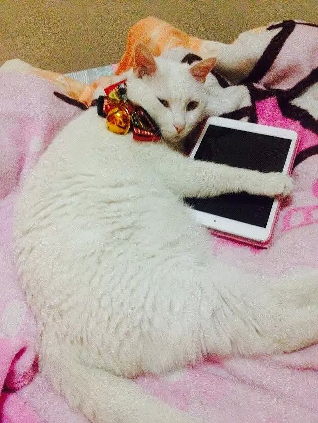 这一张的表情是这样子的(他快要睡着的时候,我各种揉搓他不让他安心入睡,最后他实在忍不住睁开朦胧的眼睛看着我,心里一定万马奔腾说你到底要那样!!)