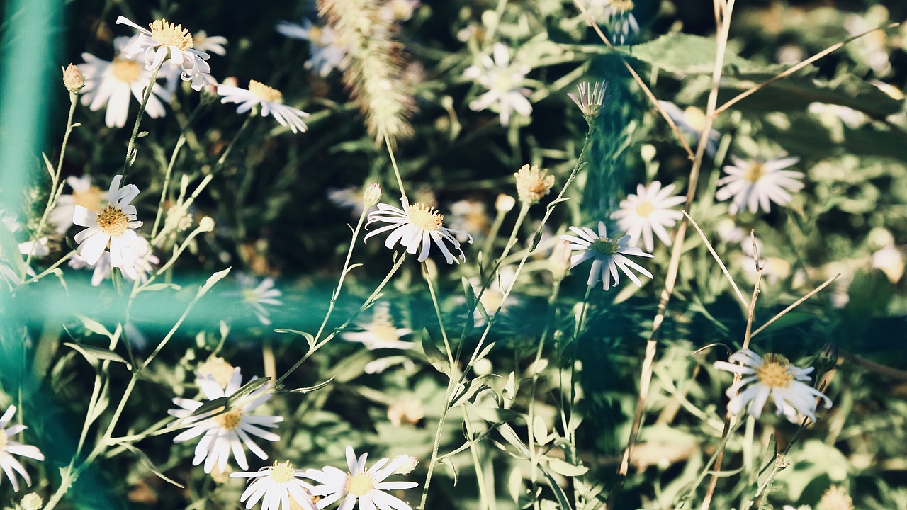 秋天也是生机勃勃的季节
