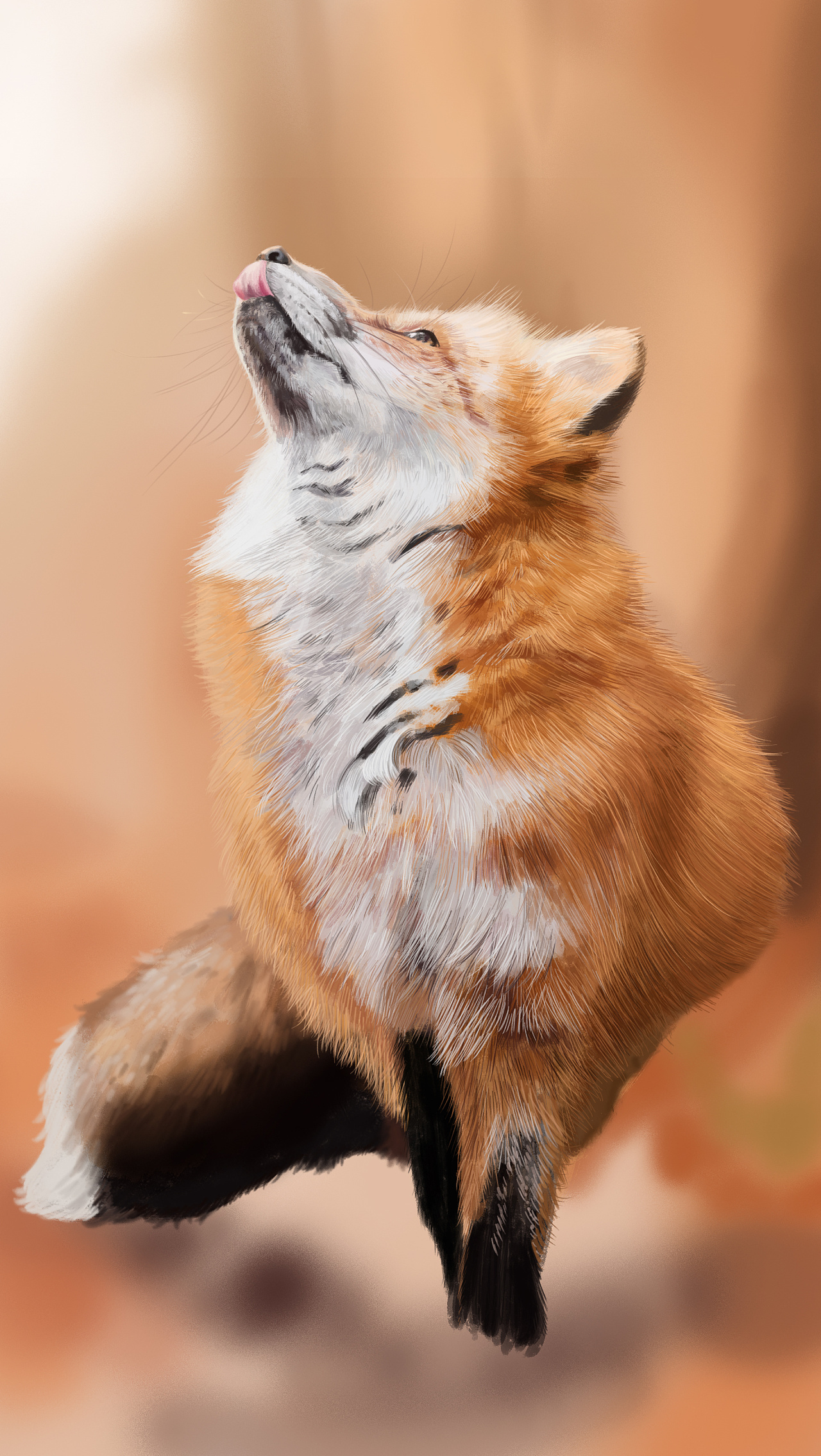 优雅的狐狸与萌萌猫