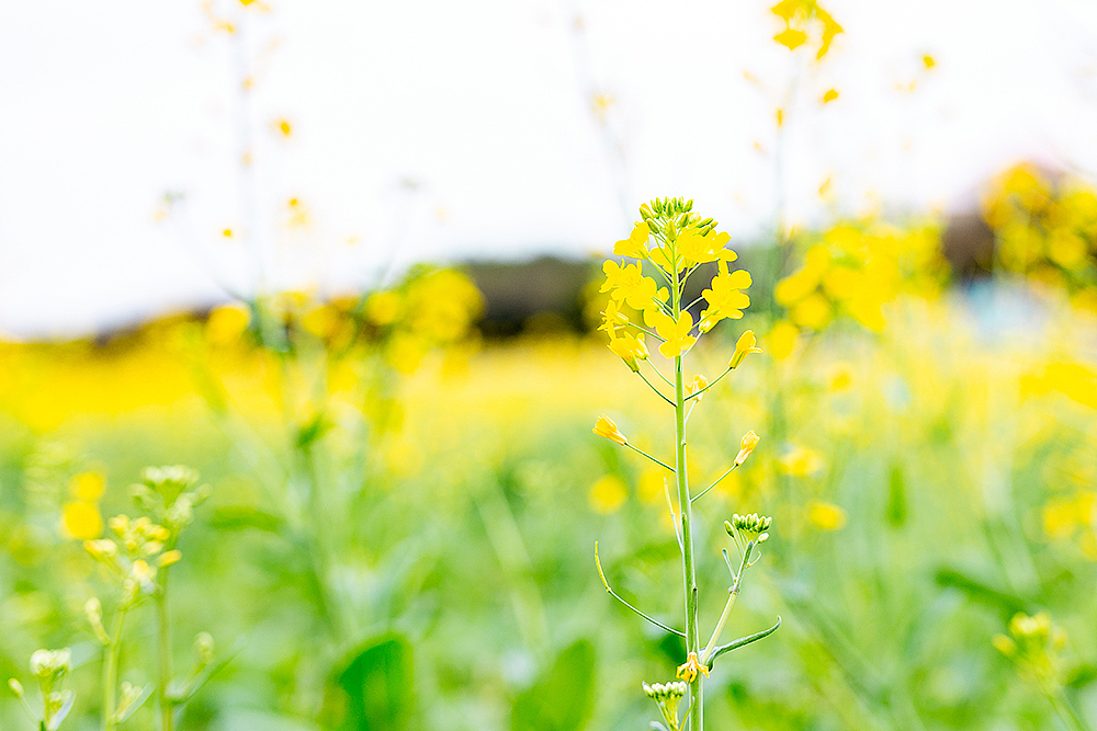 那些我調色的照片（图ZMTU5NTM1Mjg4） - 其他摄影 - 站酷设计师gemky原创素材 - 站酷ZCOOL