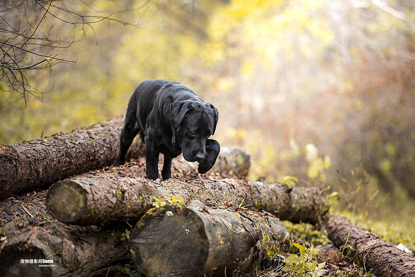 dante宠物摄影秋景拉布拉多（图ZMzIwNjcwMDI0） - 宠物摄影 - 站酷设计师dantephoto原创素材 - 站酷ZCOOL