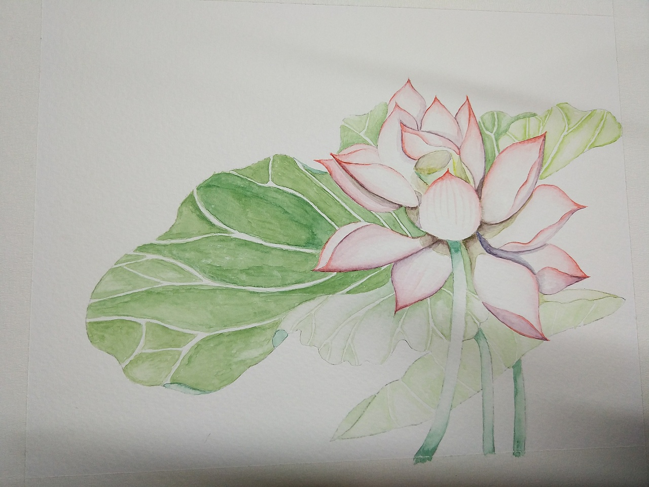 周末荷花水彩练习