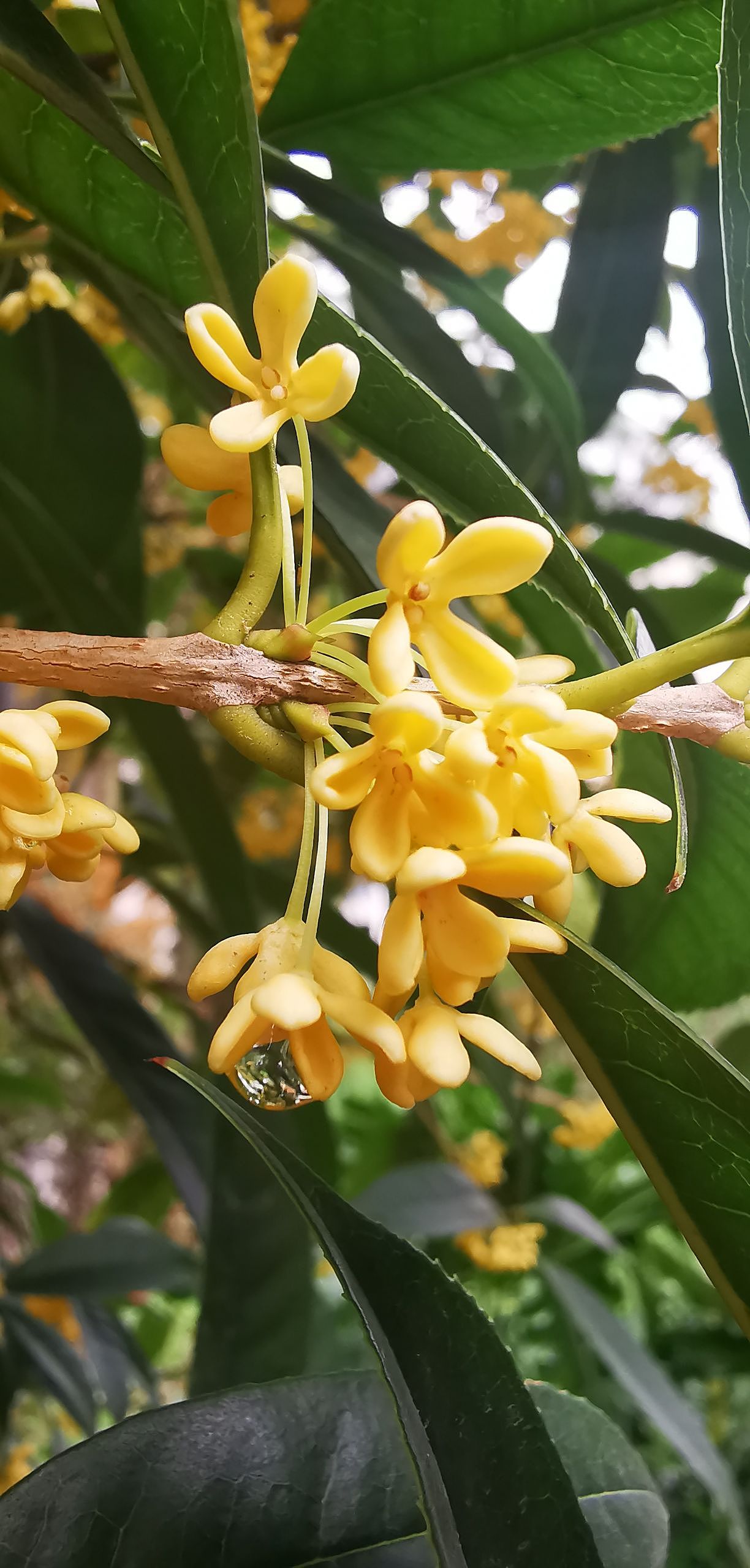 秋分后的花花草草