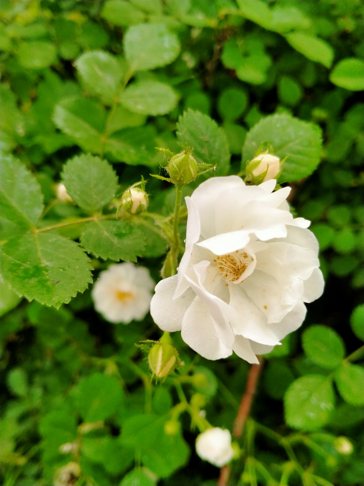五月白蔷薇