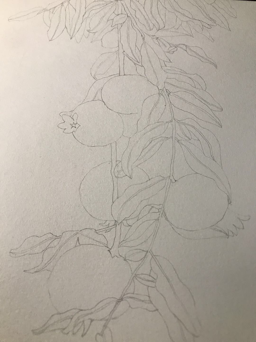 石榴|纯艺术|绘画|姑姑侠_临摹作品-站酷zcool