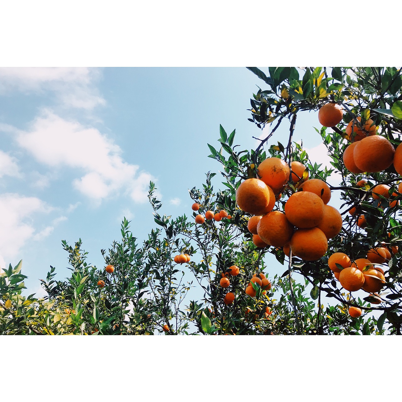 逛橘子园|其他|其他|树懒先生520_原创作品-站酷(zcool)