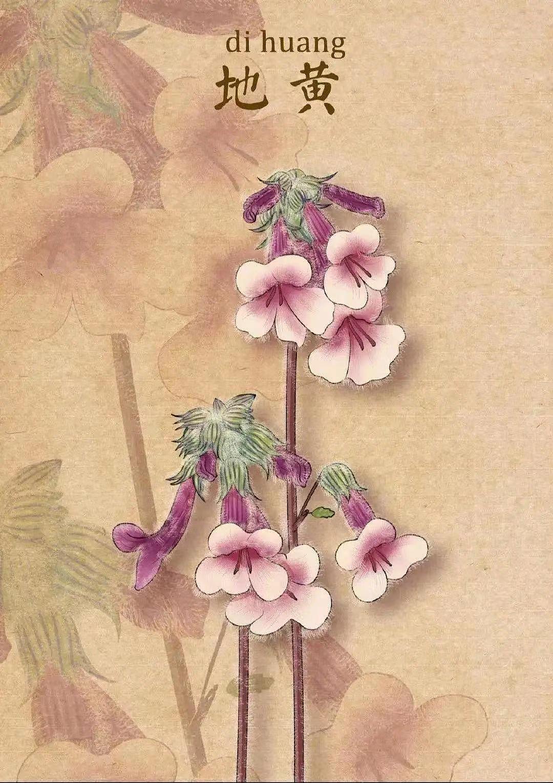 中药插画（图ZMzQ1MDUwNzIw） - 艺术插画 - 站酷设计师龙龍Wsl原创素材 - 站酷ZCOOL