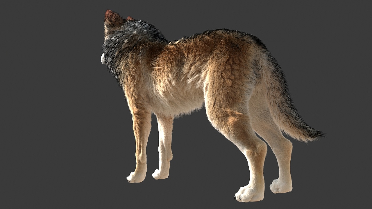 动物毛发练习狼