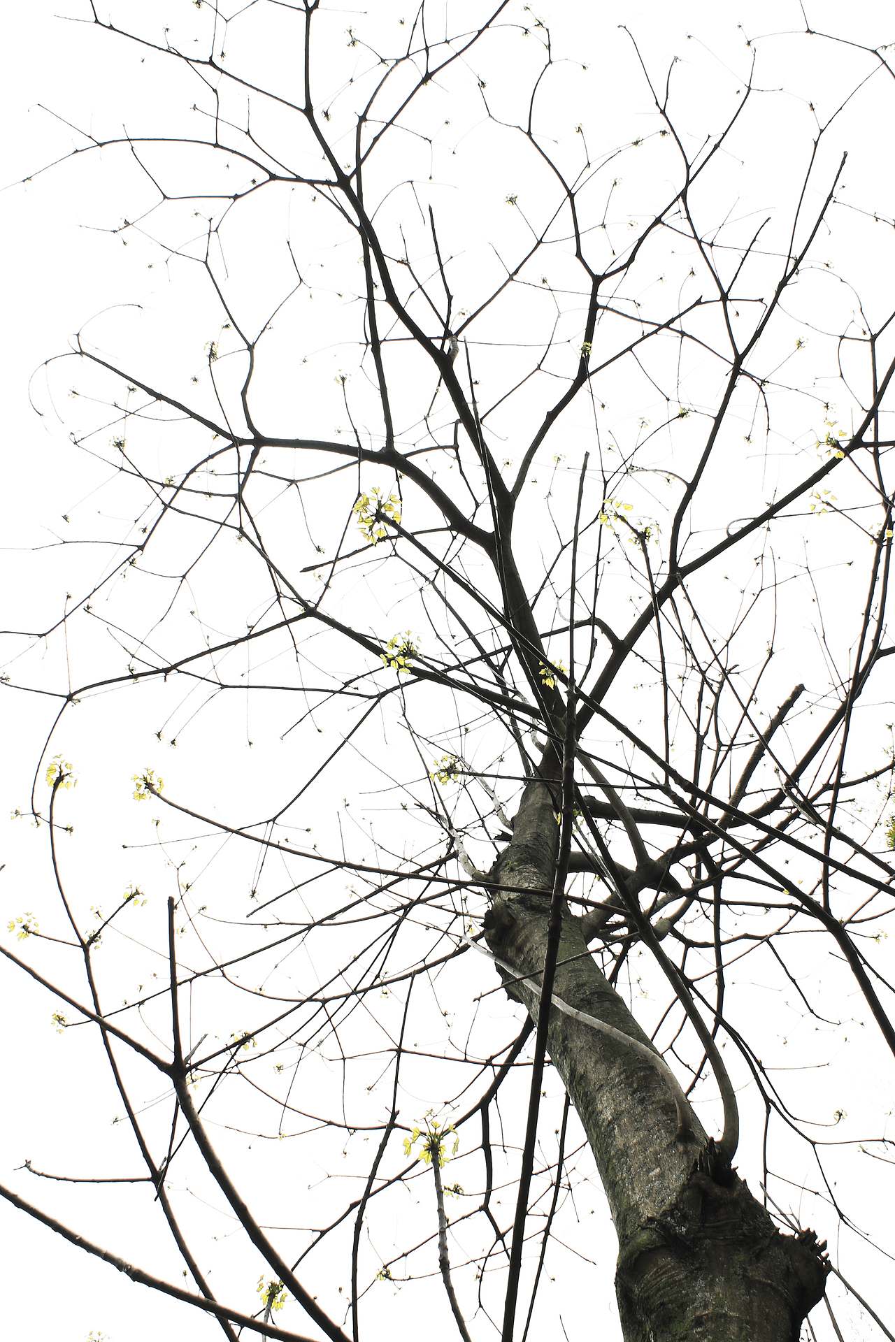 枯树也会有开花的一天