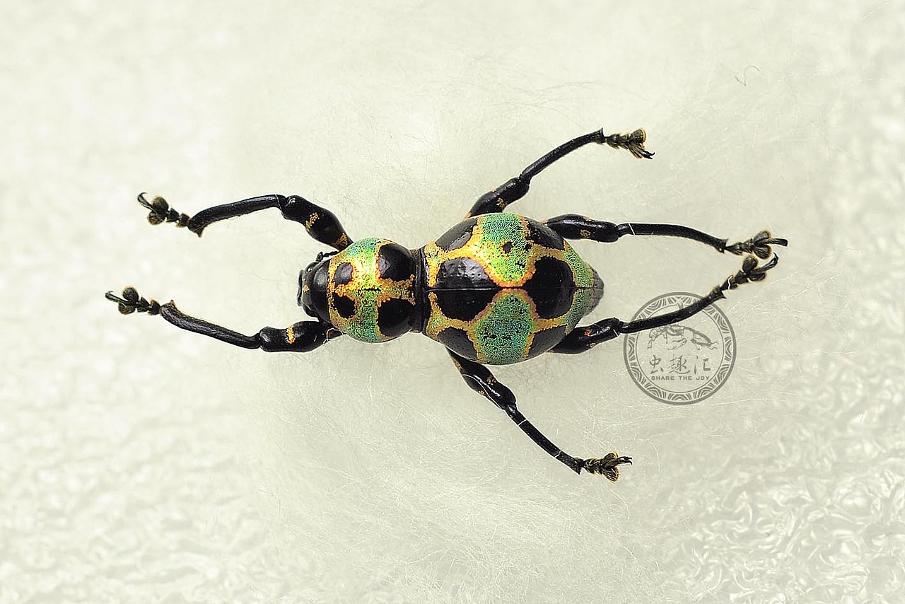 飞翔的宝石——菲律宾球面象甲