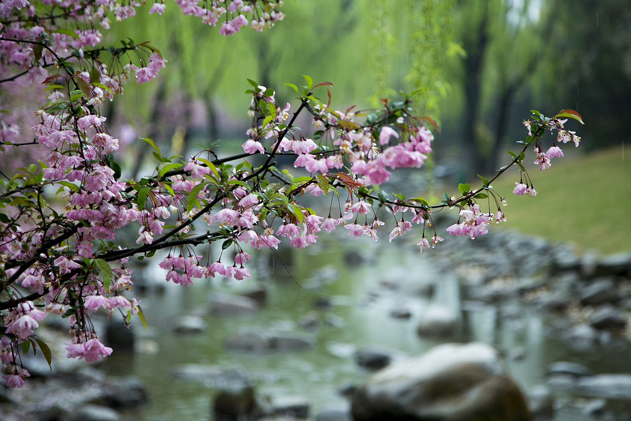 江苏省天一中学的樱花如期绽放，无锡城乡到处是樱花的灿烂笑容。__财经头条