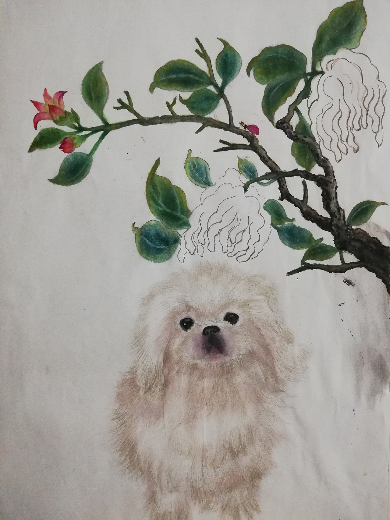 習作，北京犬（圖ZMTkyMzQxNjMy） - 繪畫 - 站酷設計師美術愛好者喲原創(chuàng)素材 - 站酷ZCOOL