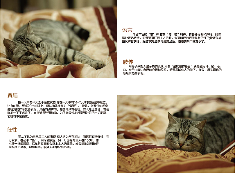 宠物宣传画册（图ZNzI3Nzc3MzI=） - 书籍/画册 - 站酷设计师wcocoyang原创素材 - 站酷ZCOOL