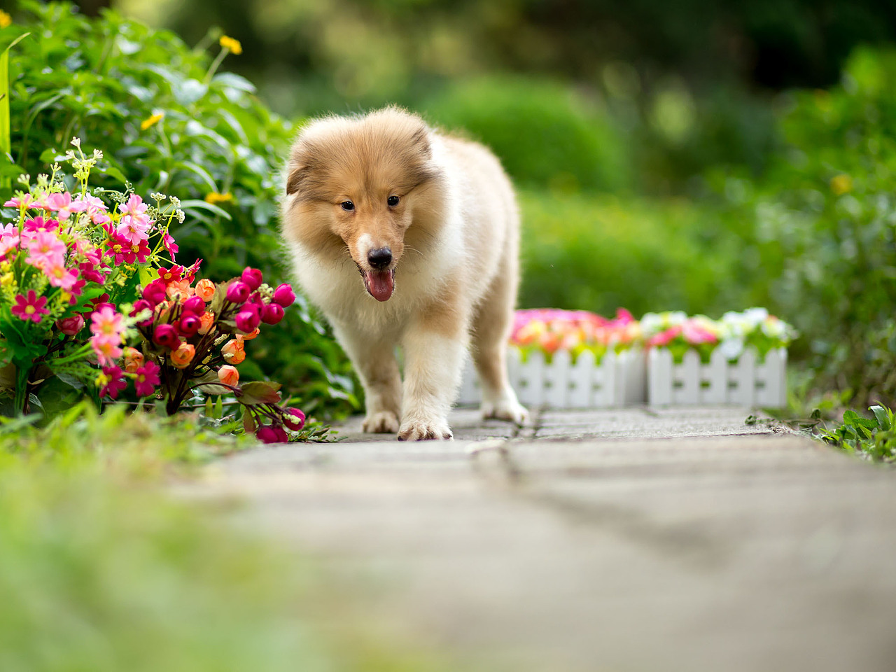 花丛中的小精灵