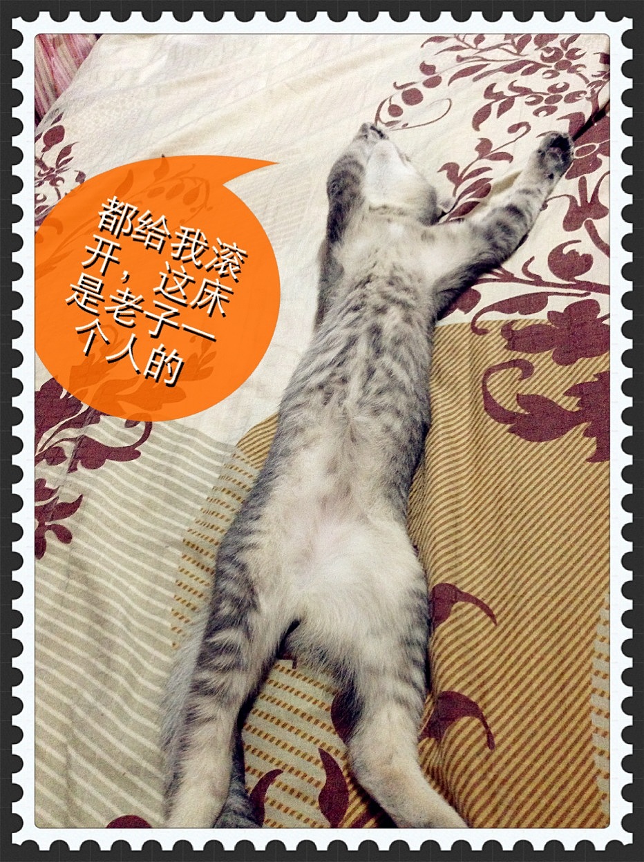 砂锅专辑（图ZMTI1Mjk3NjQ=） - 宠物摄影 - 站酷设计师井里一只鱼原创素材 - 站酷ZCOOL