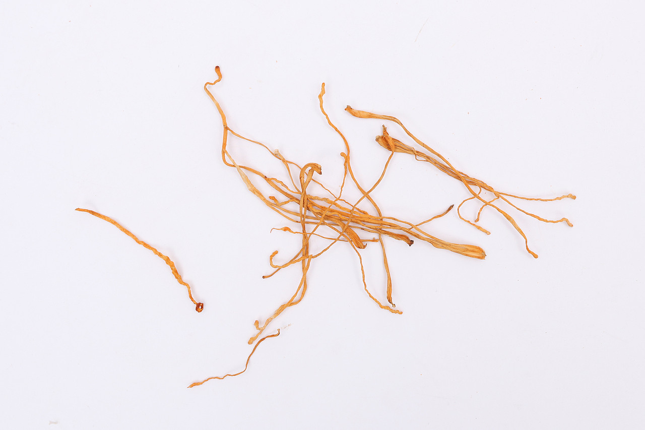 B02药材药品\C01-农产药材\V04虫草花X1-QM