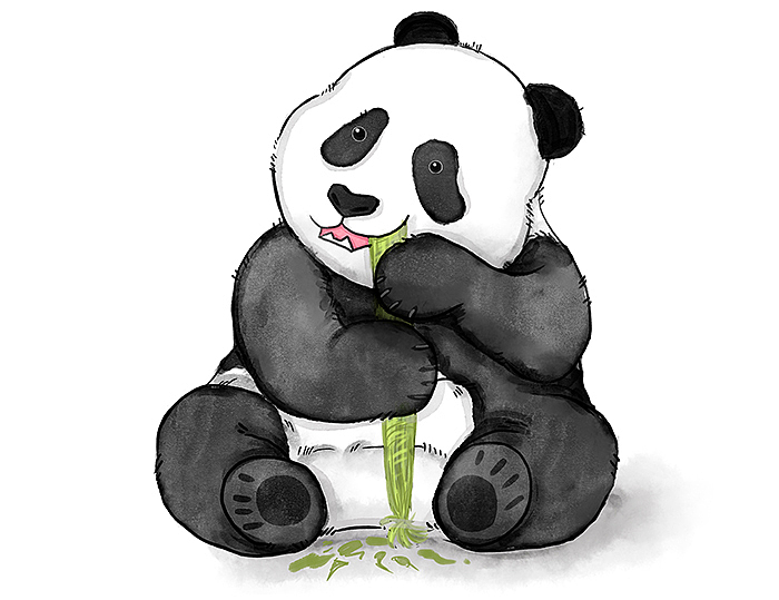 板绘插画练习-手绘水彩国宝大熊猫