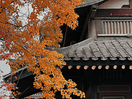 手机摄影｜古城中的金黄银杏