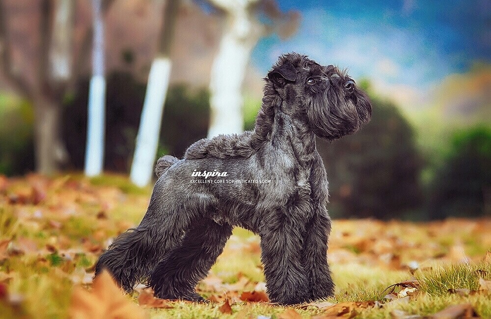 用境摄 去影心【动物摄影师何某某个人作品4】