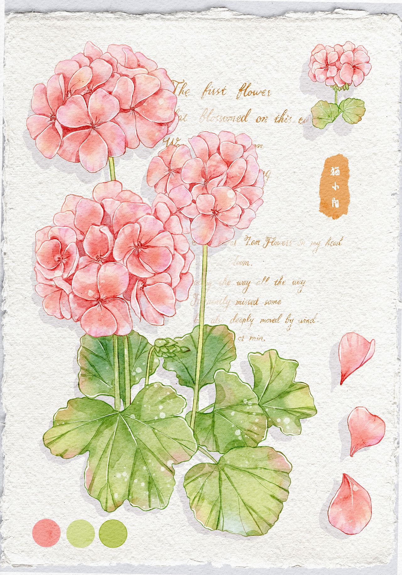 水彩天竺葵（图ZMzE3NTA2Mzgw） - 创作习作 - 站酷设计师Z67631737原创素材 - 站酷ZCOOL